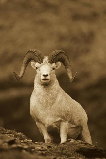 Dall's Sheep Ram on Rock Outcrop, Alaska (sepia)