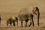 African Elephant Mother and Calf, Kenya (sepia)