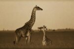 Giraffe Adult and Foal on Savanna, Kenya (sepia)