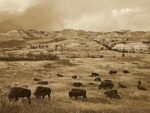 American Bison Herd Grazing on Praire, Theodore Roosevelt National Parl, North Dakota (sepia)
