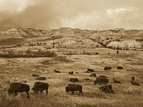 American Bison Herd Grazing on Praire, Theodore Roosevelt National Parl, North Dakota (sepia)