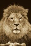 African Lion Male, Portrait, Washington Park Zoo   (sepia)