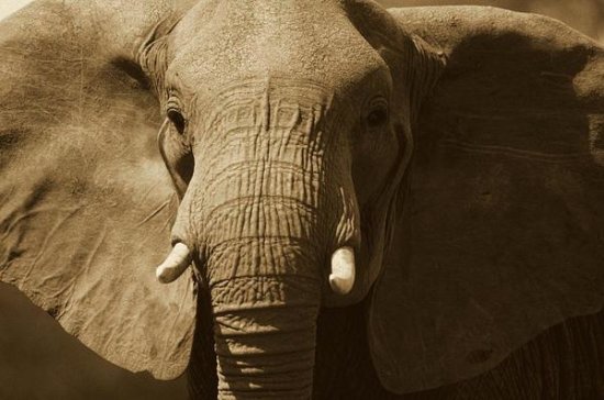 African Elephant, Amboseli National Park, Kenya  (sepia)