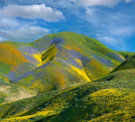 Phacelia and Hillside Daisy Wildflower Bloom, Temblor Range, Carrizo Plain National Monument, California