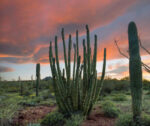 Organ Pipe Cactus and Saguaro Cacti, Organ Pipe Cactus National Monument, Arizona