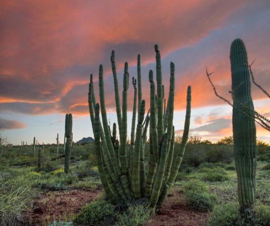 Organ Pipe Cactus and Saguaro Cacti, Organ Pipe Cactus National Monument, Arizona