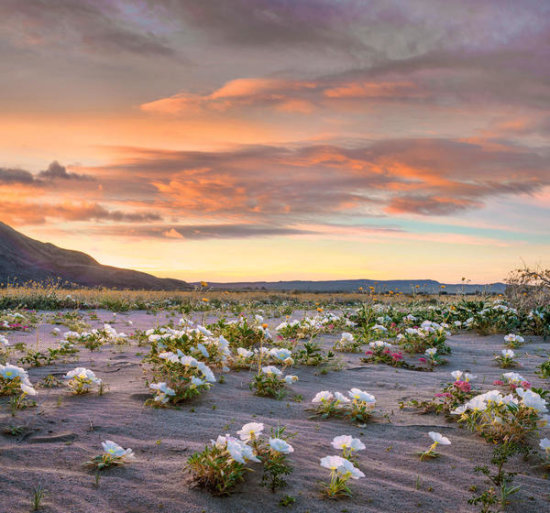 Desert Lilies in Spring Bloom, Anza-Borrego Desert State Park, California