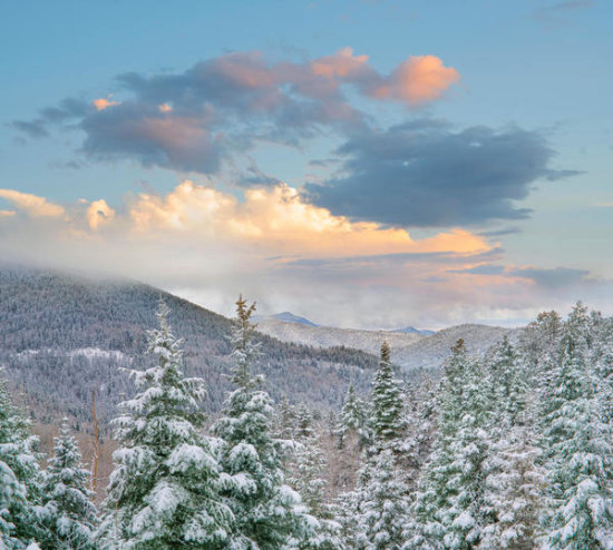 Coniferous Forest in Winter, Aspen Vista, Santa Fe National Forest, New Mexico
