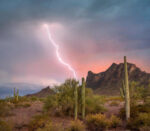 Saguaro Cacti with Lightning, Picacho Peak State Park, Arizona