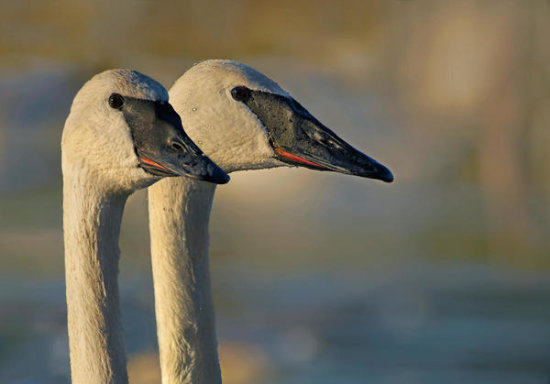 Trumpeter Swan Pair, Magness Lake, Arkansas