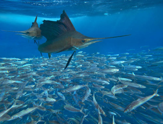 Atlantic Sailfish Group Hunting Round Sardinella School, Isla Mujeres, Mexico