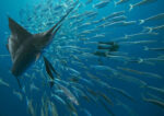 Atlantic Sailfish Group Hunting Round Sardinella School, Isla Mujeres, Mexico