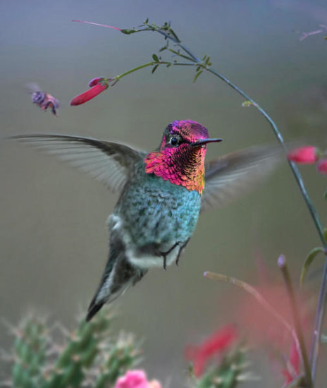Anna's Hummingbird Flying Near a Bee, Arizona