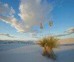 Agave in Desert, White Sands National Monument, New Mexico