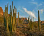 Senita Cactus Group, Ajo Mountains, Organ Pipe Cactus National Monument, Arizona