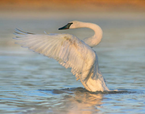Trumpeter Swan Flapping, Magness Lake, Arkansas