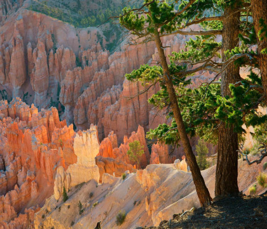 Hoodoos, Bryce Point, Bryce Canyon National Park, Utah