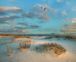 Laughing Gull Pair Flying over Coastal Dunes, Gulf Islands National Seashore, Florida
