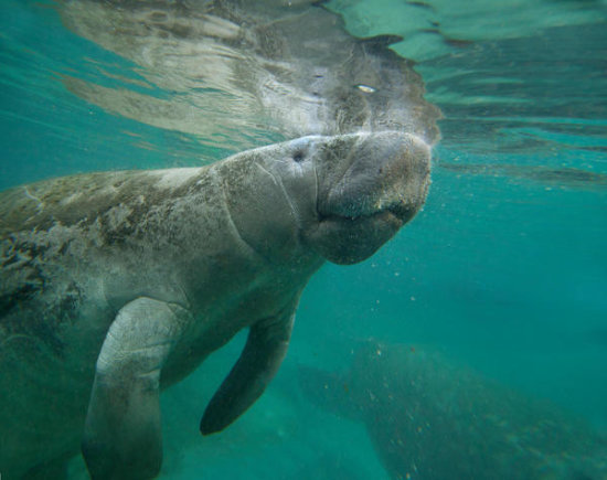West Indian Manatee Surfacing, Crystal River, Florida