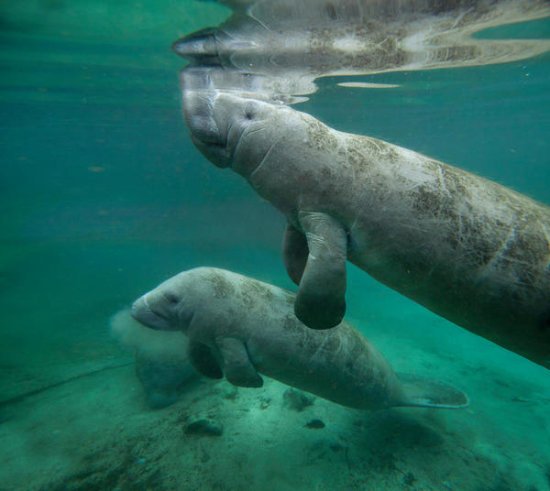 West Indian Manatee Mother and Calf, Crystal River, Florida