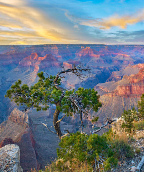 Pine Tree at Sunset, Grand Canyon National Park, Arizona