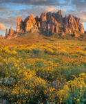 Wildflowers and the Superstition Mountains, Lost Dutchman State Park, Arizona