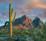 Saguaro Cacti, Ajo Mountains, Organ Pipe Cactus National Monument, Arizona