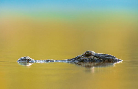 American Alligator
