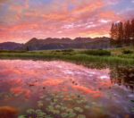 Lily Pads in Pond at Sunset, West Needle Mountains, Colorado