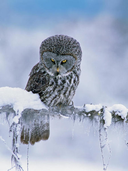 Great Gray Owl in Winter