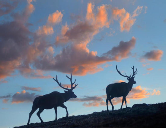 Elk Bulls, Rocky Mountain National Park, Colorado