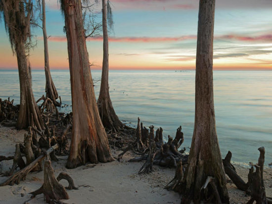 Dwarf Cypress trees, Lake Pontchartrain, Lousiana