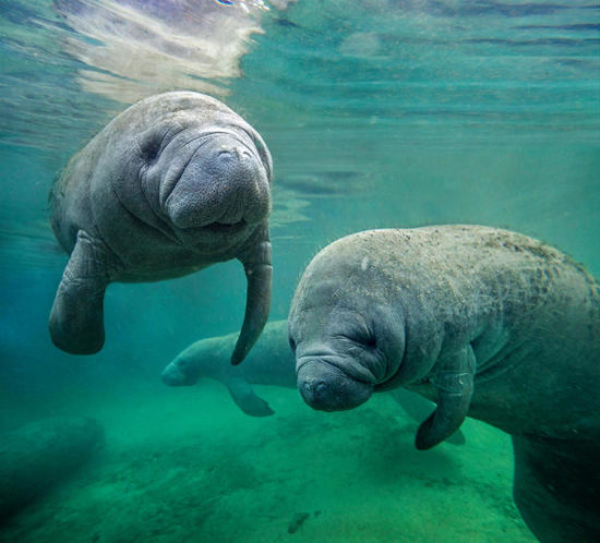 West Indian Manatees
