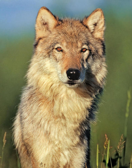 Gray Wolf