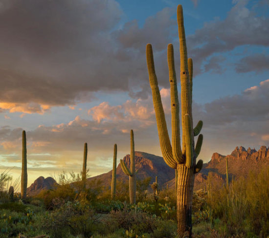 Saguaro Cactus with Holes Made by Woodpeckers, Tucson Mountains, Arizona