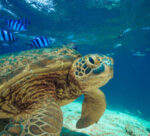 Green Sea Turtle, Balicasag Island, Philippines