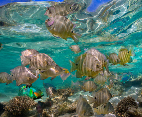 Blackspot Sergeant School, Ningaloo Reef, Australia
