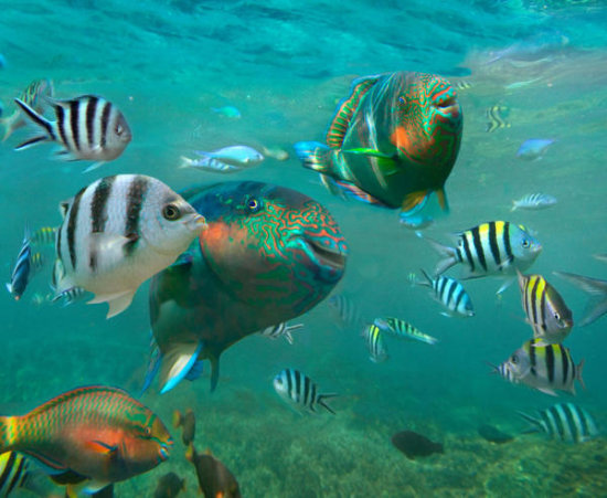 Sergeant Major Damselfish and Parrotfish School, Negros Oriental, Philippines