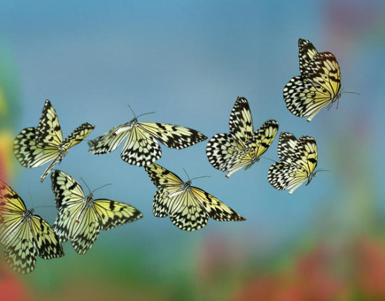 Paper Kite Butterflies Flying, Philippines