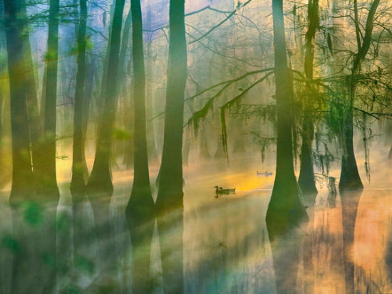 Mallard Pairs and Bald Cypress trees in Lake, Lake Fausse Pointe, Lousiana