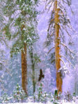 Common Raven Flying in Winter, Yosemite Valley, Yosemite National Park, California