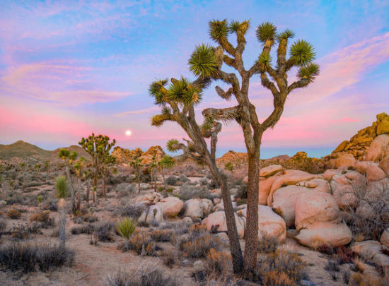 Joshua Tree in Desert, Joshua Tree National Park, California