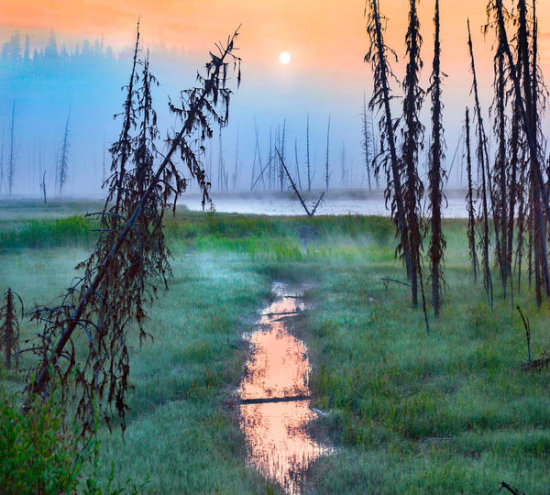 Sunrise over a Bog, Bear Lake, British Columbia, Canada