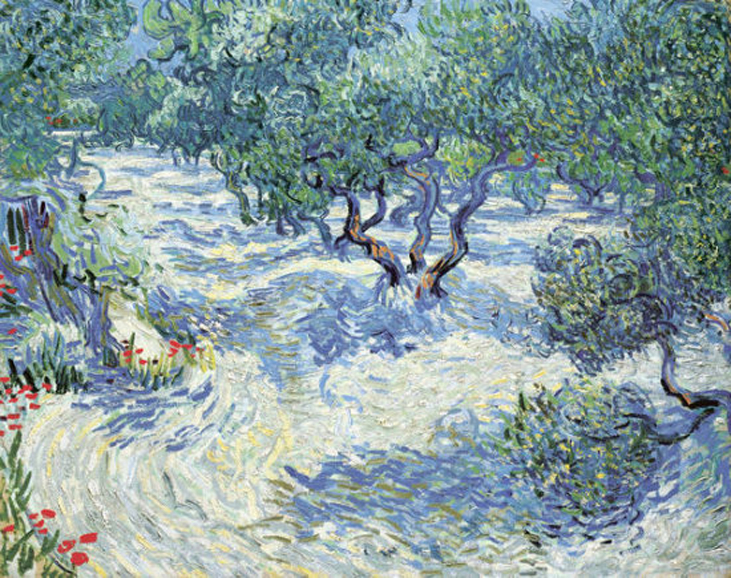 Olive Orchard