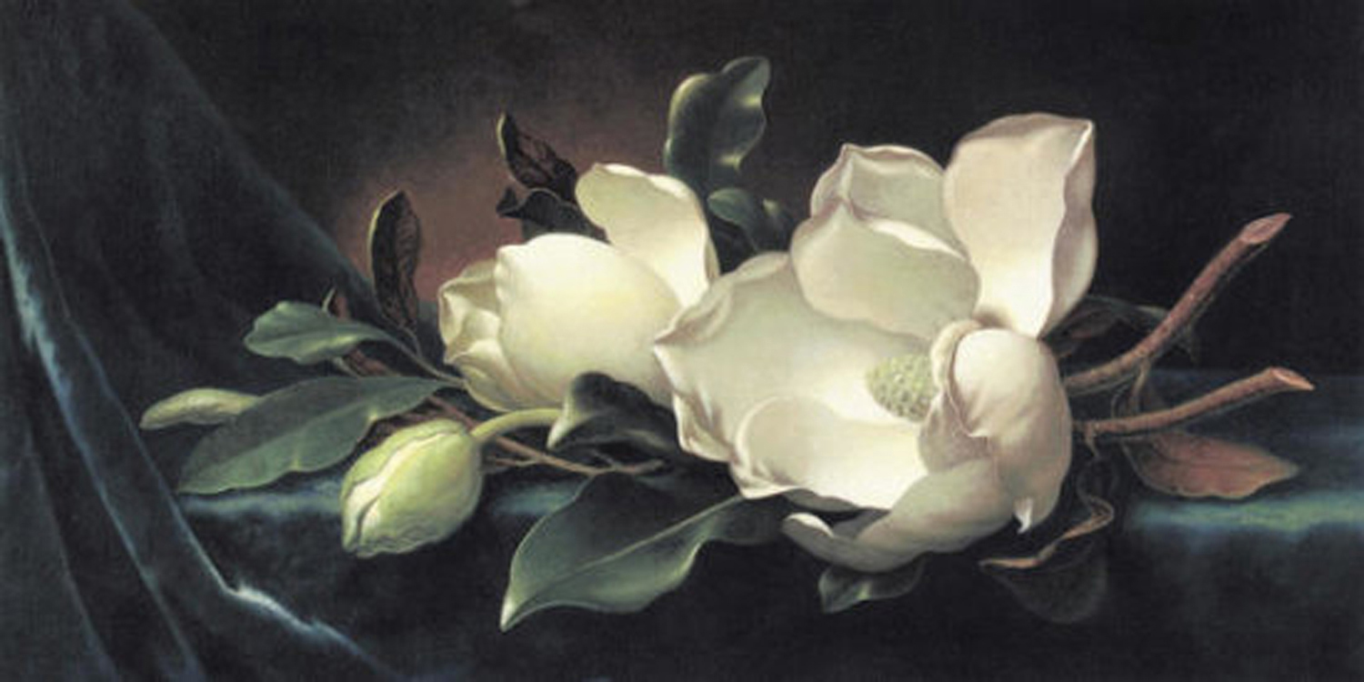Magnolia Blossom on Blue Velvet