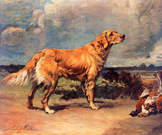 Golden Retriever