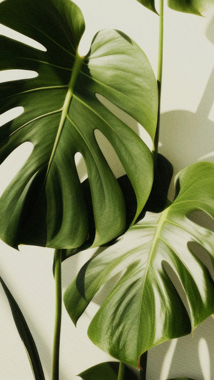 Philodendron Monstera Split-Leaf