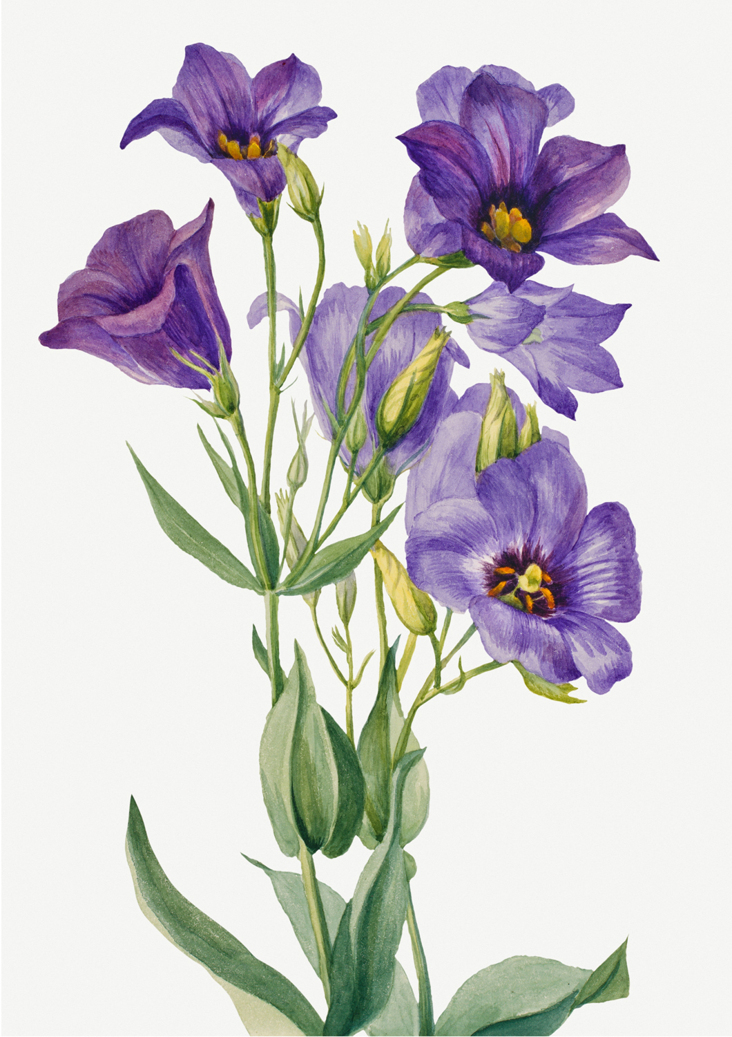 Texas Bluebell