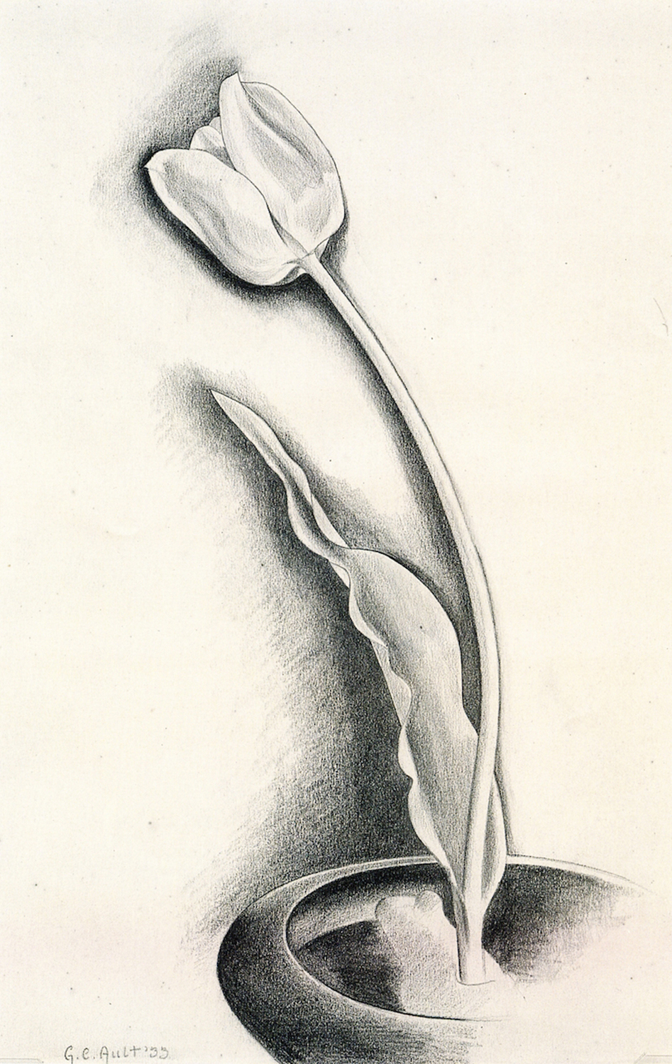 Tulip, 1933