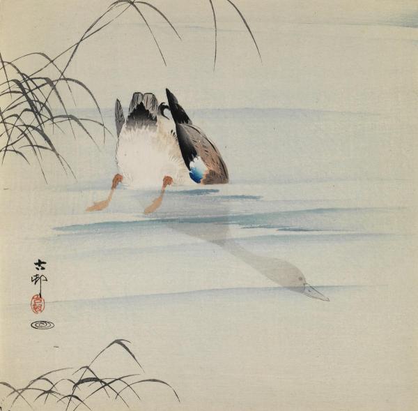 Diving Mallard, ca. 1910